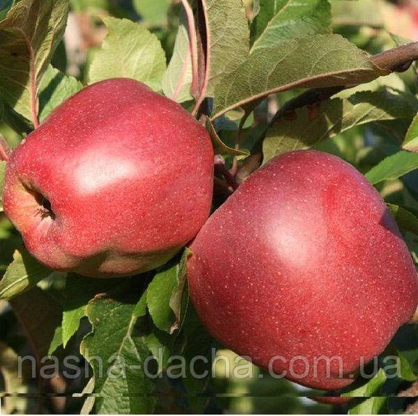 Яблуня Глостер (зимова)