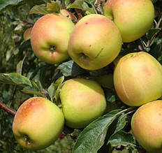 Яблуня Скіфське Золото, (осіння)