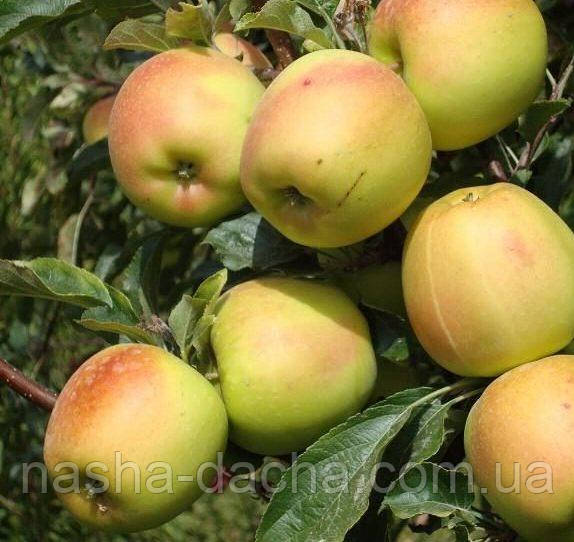 Яблуня Скіфське Золото, (осіння)