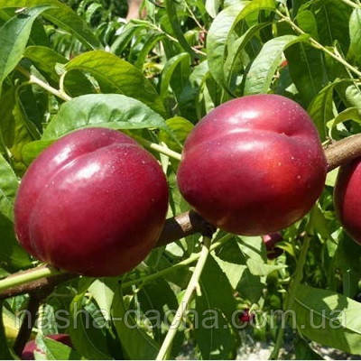 Нектарин Ред Голд (середньостиглий)