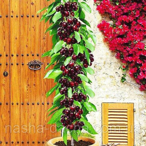 Череша колоноподібна Хелена (середньостигла)