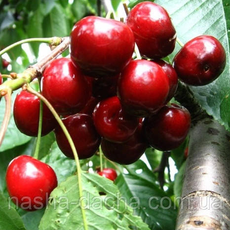 Черешня Талісман (середньостигла)