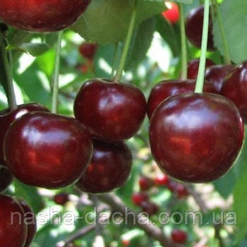 Вишня Мелітопольська десертна (середньостиглий)