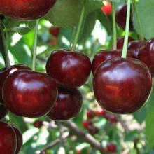 Вишня Мелітопольська десертна (середньостиглий)