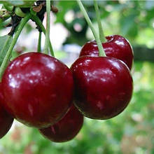 Вишня Шалунья (ранньо-середня)