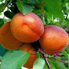 Абрикос Насолода (середньостиглий)