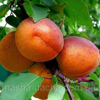 Абрикос Насолода (середньостиглий), фото 1
