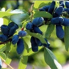 Жимолость їстівна Слобожанка 1 рік (рання)