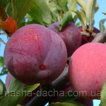 Слива диплоїдна Оцарк Прем'єр (середньостигла), фото 1