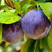 Слива Блю Фрі (пізня)