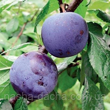 Слива Монфор (середньостиглий)