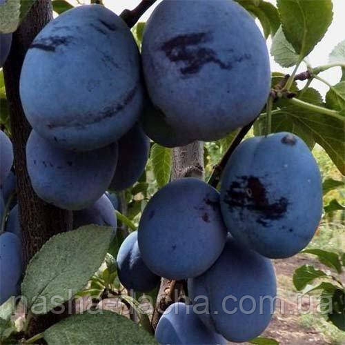 Слива Чачакська великоплідна (пізня)