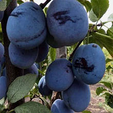 Слива Чачакська великоплідна (пізня)