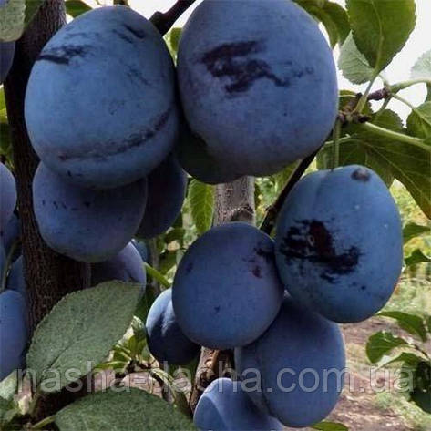 Слива Чачакська великоплідна (пізня), фото 1