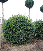 Бірючина звичайна Атровіренс Ligustrum vulgare Atrovirens (горщик 0,5л)