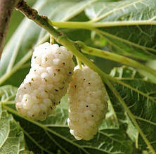 Шовковиця біла Медова щеплений