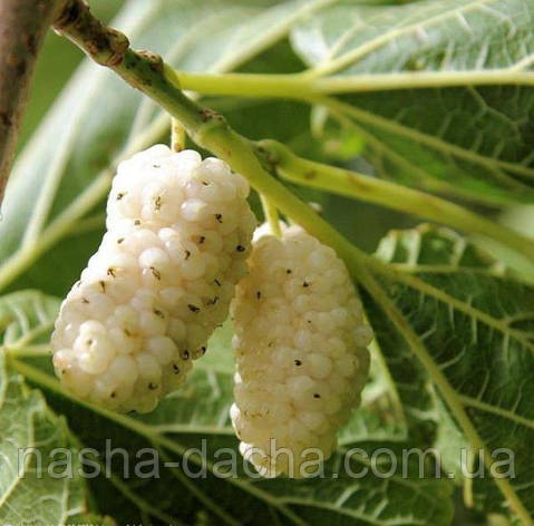 Шовковиця біла Медова щеплений, фото 1