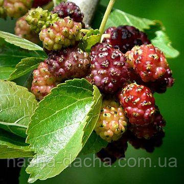 Шовковиця рожева Мереживо щеплена, фото 1