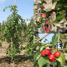 Яблуня плакуча Ред Джет