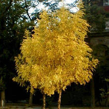 Ясен звичайний золотолистий