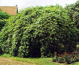 Ясен звичайний Пендула/Fraxinus excelsior Pendula