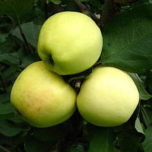 Яблуня Кальвіль Сніговий (зимня)