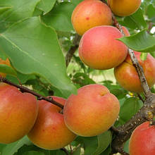 Абрикос Харкот (середньостиглий)