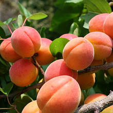 Абрикос Німфа (ранній)