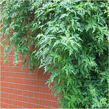 Виноградник аконтолистий