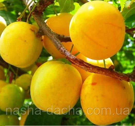 Слива Золота Крапля (пізня)