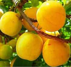 Слива Золота Крапля (пізня)