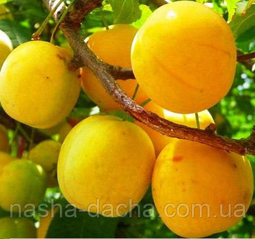 Слива Золота Крапля (пізня), фото 1