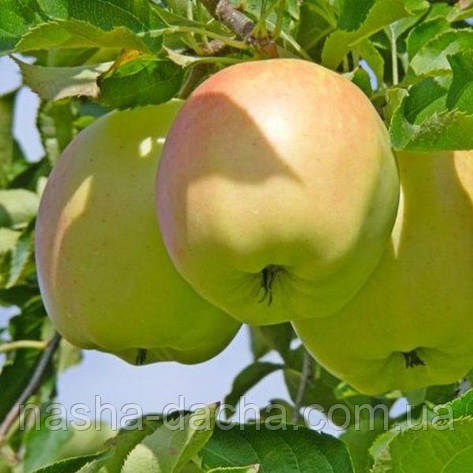 Яблуня Пепинка золотиста (зимова), фото 1