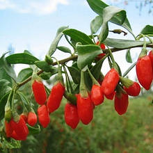 Годжі Біг Лайфберрі 2 роки