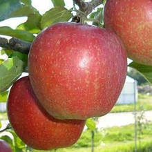 Яблуня Санрайз (літня)