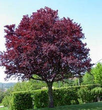 Слива Пісарді (середньостигла)