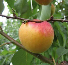 Абрикос Син Табарзи (ранньо-середній)