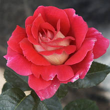 Троянда чайно-гібридна Кроненбург