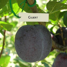 Слива Гільберт (рання)