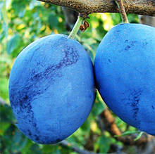 Слива Чачакська рання