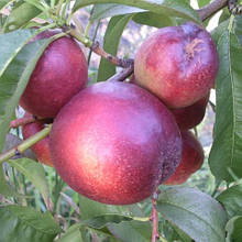 Нектарин Харко (пізній)