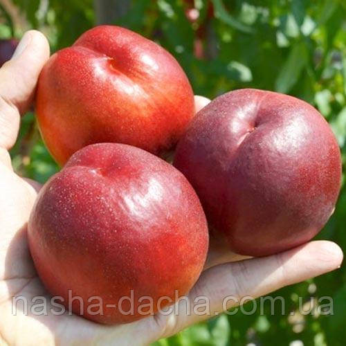 Нектарин Нікітський 85 (середньостиглий)