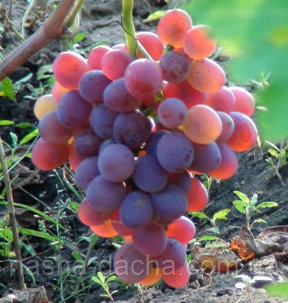 Виноград Аарон (вкс)