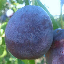 Слива Топ Гігант (середньо-пізня)