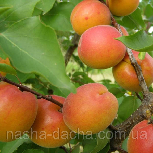 Абрикос Нью Джерсі (ранній)