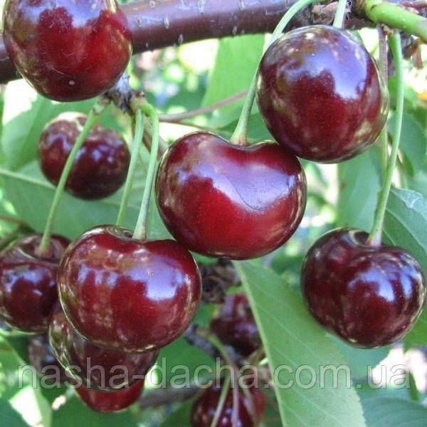 Вишня Норд Стар (пізня)