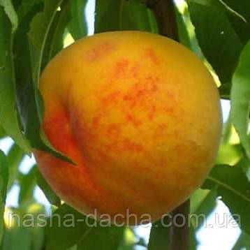 Персик Вайн Голд Т3 (середньостиглий)