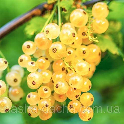 Смородина біла Золотиста роса