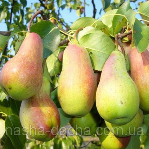Груша Талгарська красуня (осіння)
