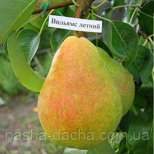 Груша Вільямс літній (Дюшес) (літня), фото 1